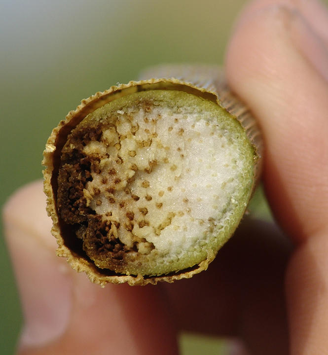 Cross-section of a plant stem showing decay and internal damage, held between fingers.
