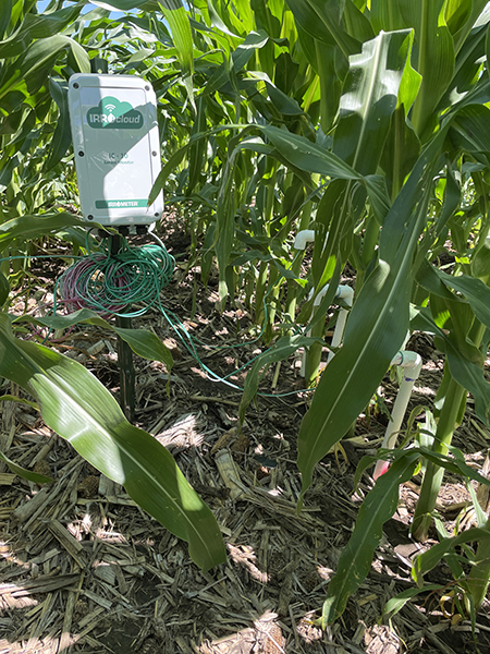 Soil sensors with wires among tall green corn plants in a field.