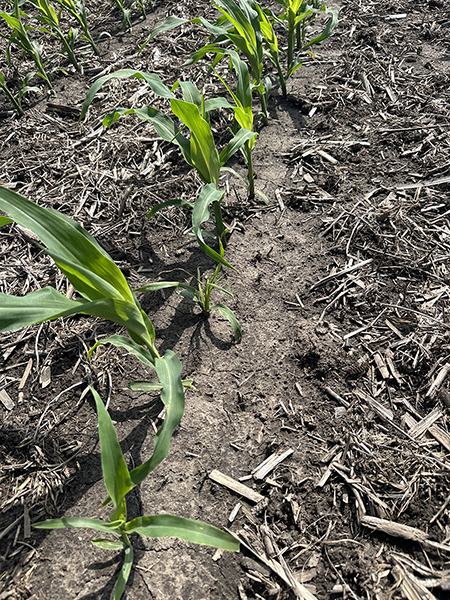 Green corn seedlings in rows, growing in soil mixed with dry plant matter.