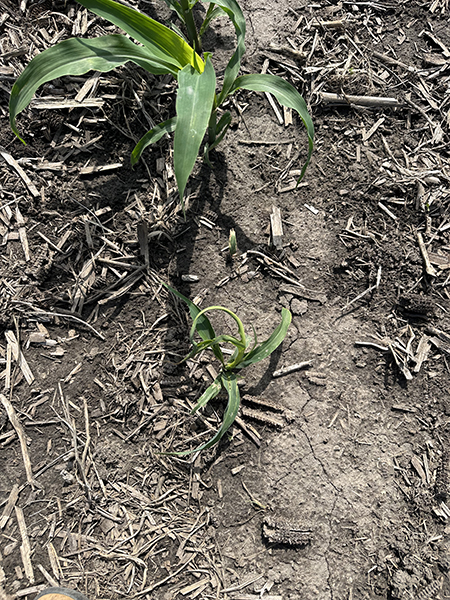 Corn seedlings in dry soil, surrounded by mulch and plant debris under bright sunlight.
