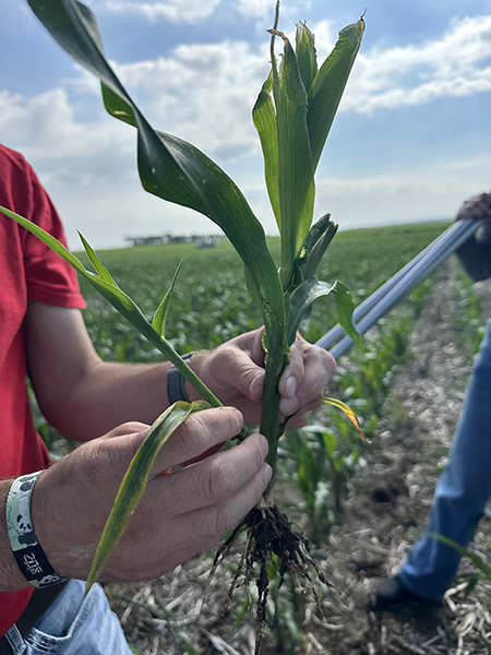 Hands holding a small corn plant with roots in a sunny field.