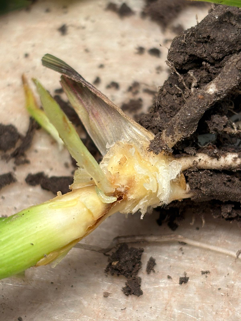 Damaged plant stem with dirt and roots exposed.