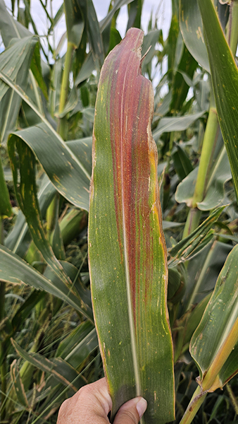 Green and red-tinged corn leaf held against a background of tall corn plants.