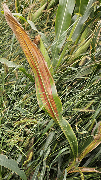 Corn leaf with red and green hues surrounded by tall grass and other green foliage.