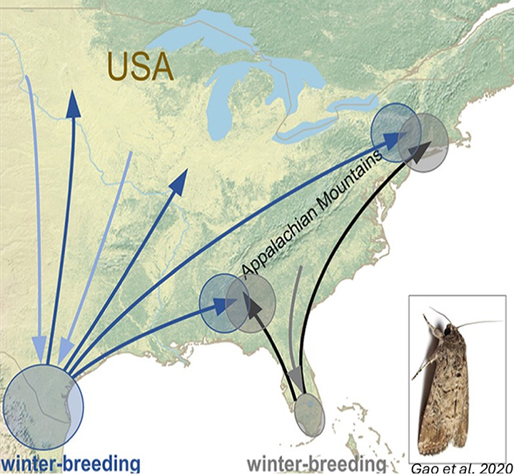 Migration routes of a moth across the southeastern USA with a small moth image shown.