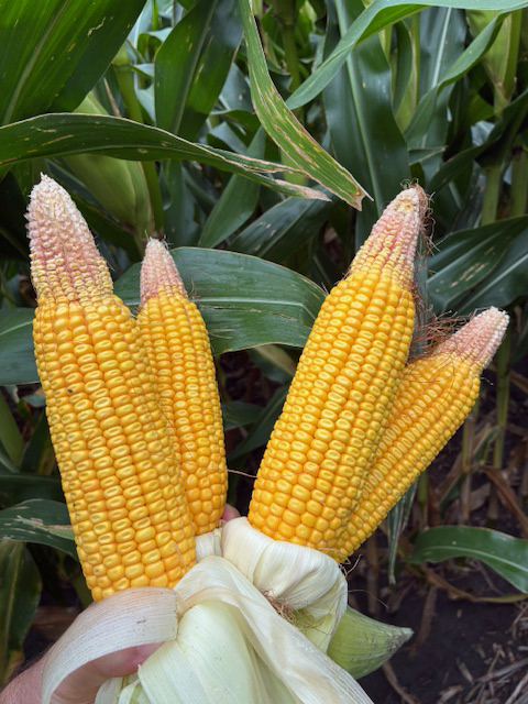 Three freshly harvested yellow corn cobs held in front of green corn plants.
