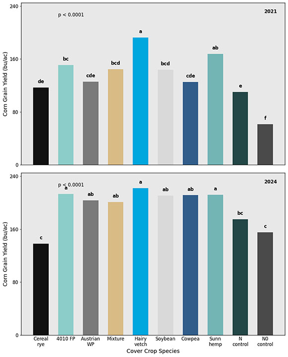 Bar charts comparing corn grain yield in 2021 and 2024 across different cover crop species.