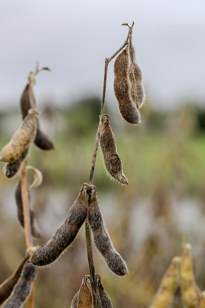 Ripe brown soybean pods on stems with a blurred green and gray background.