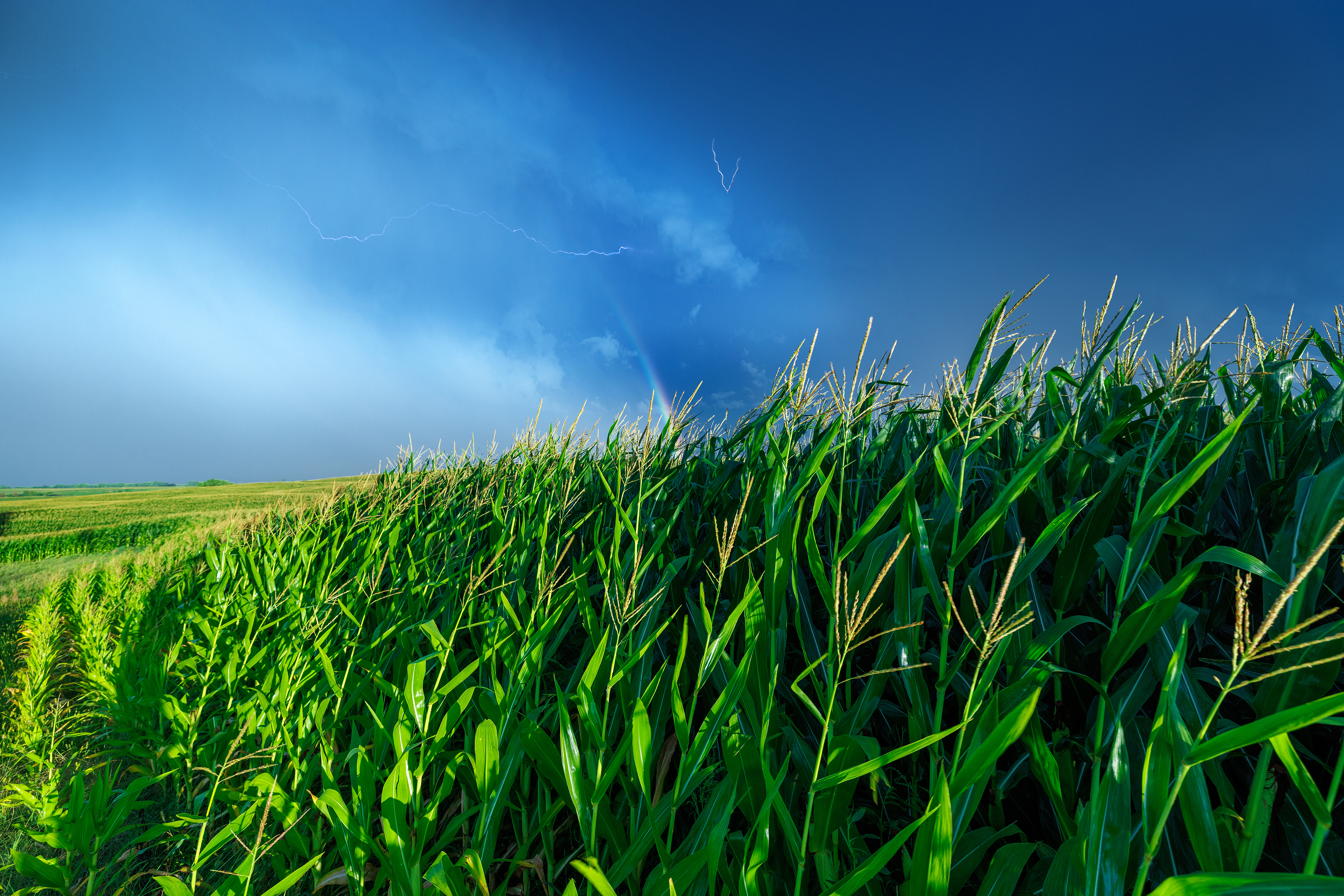 Corn field under rainbow