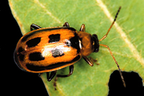 Bean leaf beetle