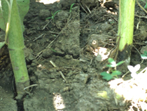 Black Lesion on Soil Line