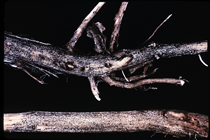 Black microsclerotia