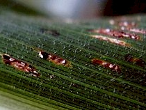 black teliospores on corn