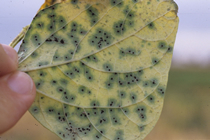 Black Teliospores