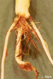 crown with root rot