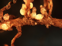 Cysts on Roots