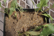 Dark, thin and thread-like seedlings