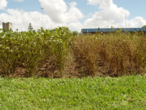 Defoliation