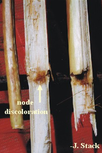 Node discoloration in corn