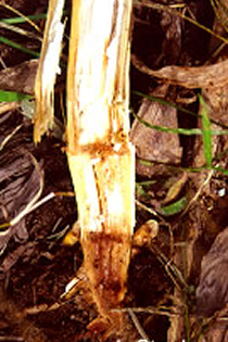 Discolored stalk root