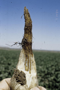 Distal end of the taproot