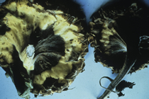 Rhizopus Head Rot | CropWatch | Nebraska