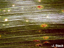 early lesion on leaf