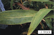 Early symptoms of Maize Chlorotic Mottle Virus