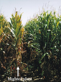 Blight on entire corn plant