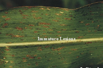 immature lesions on corn