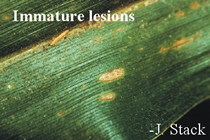 Immature lesions on corn