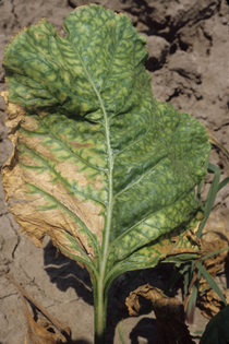 Interveinal chlorosis