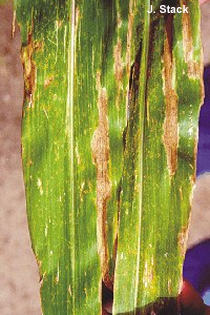 Leaf blight