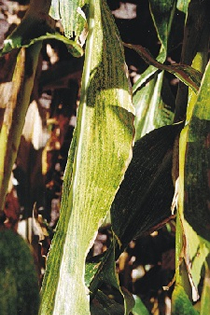 Leaf symptoms