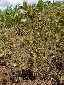 Leaflets yellowing