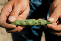 Lesions on pods