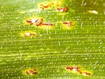 Mature lesion on corn