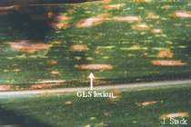 Mature lesions on corn