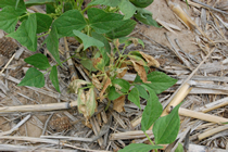 Dry bean mortality