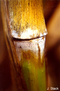 Mycelium on corn stalk