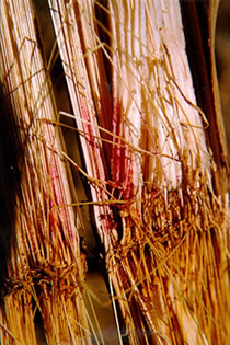 pink discoloration on corn stem