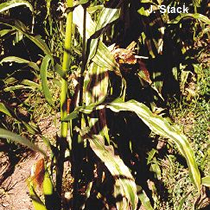 Affected corn plants