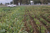 Resistant varieties of sugarbeet