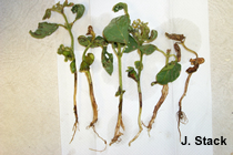 Rhizoctonia root rot