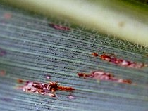 single lesion on corn