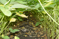 Soybean residue