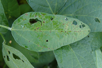 Upper leaf surface