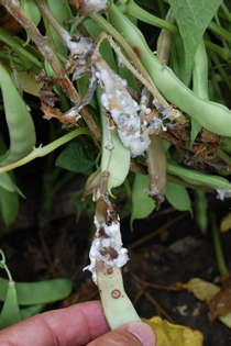 White Fungal Growth