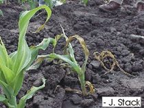 Wilting corn plant