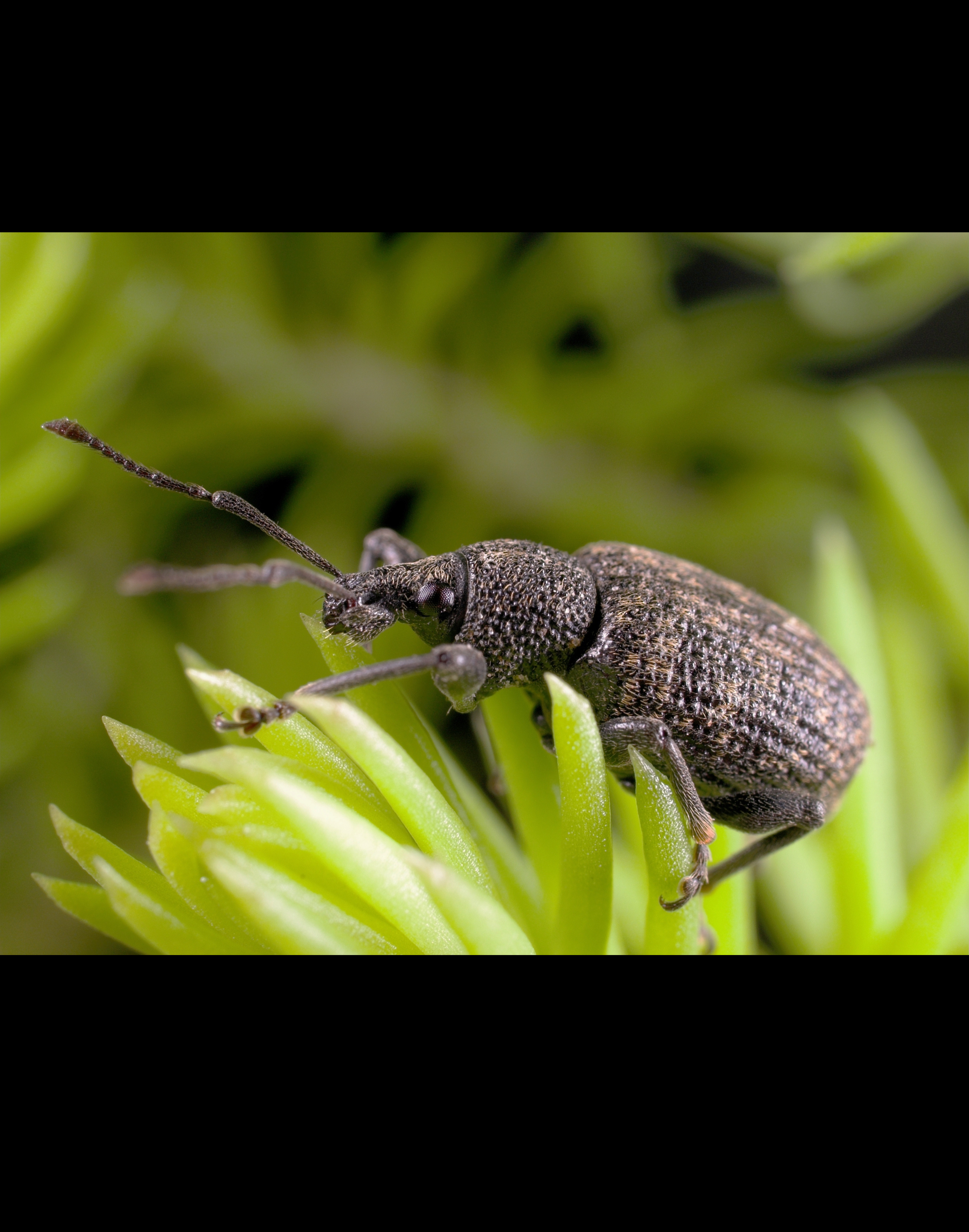 alfalfa weevil on plant bud